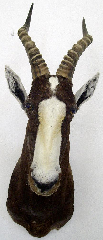 Bläßbock