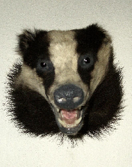 Bläßbock