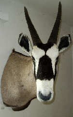 Bläßbock