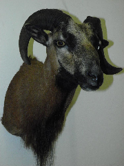 Bläßbock