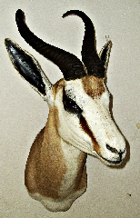 Bläßbock