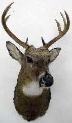 Bläßbock