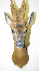 berückenbock (10)