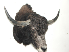 Bläßbock